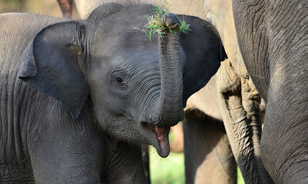 Minneriy-Elefant-Sri-Lanka-Steib-Pur-Reisen