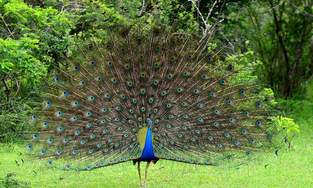 pfau-sri-lanka-by-steib-pur-reisen