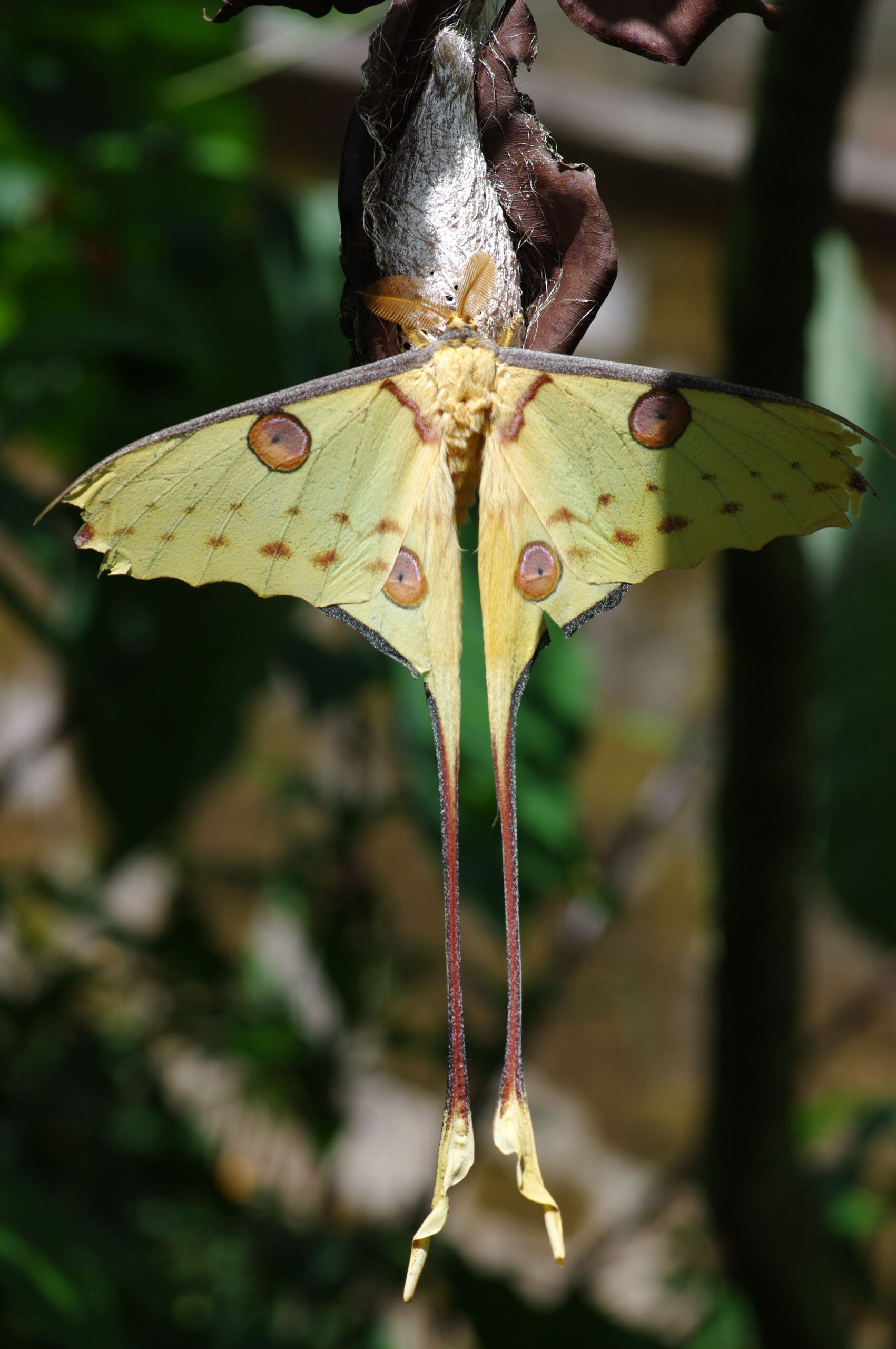 Der-groesste-Schmetterling - Madagaskar- Steib-Pur-Reisen