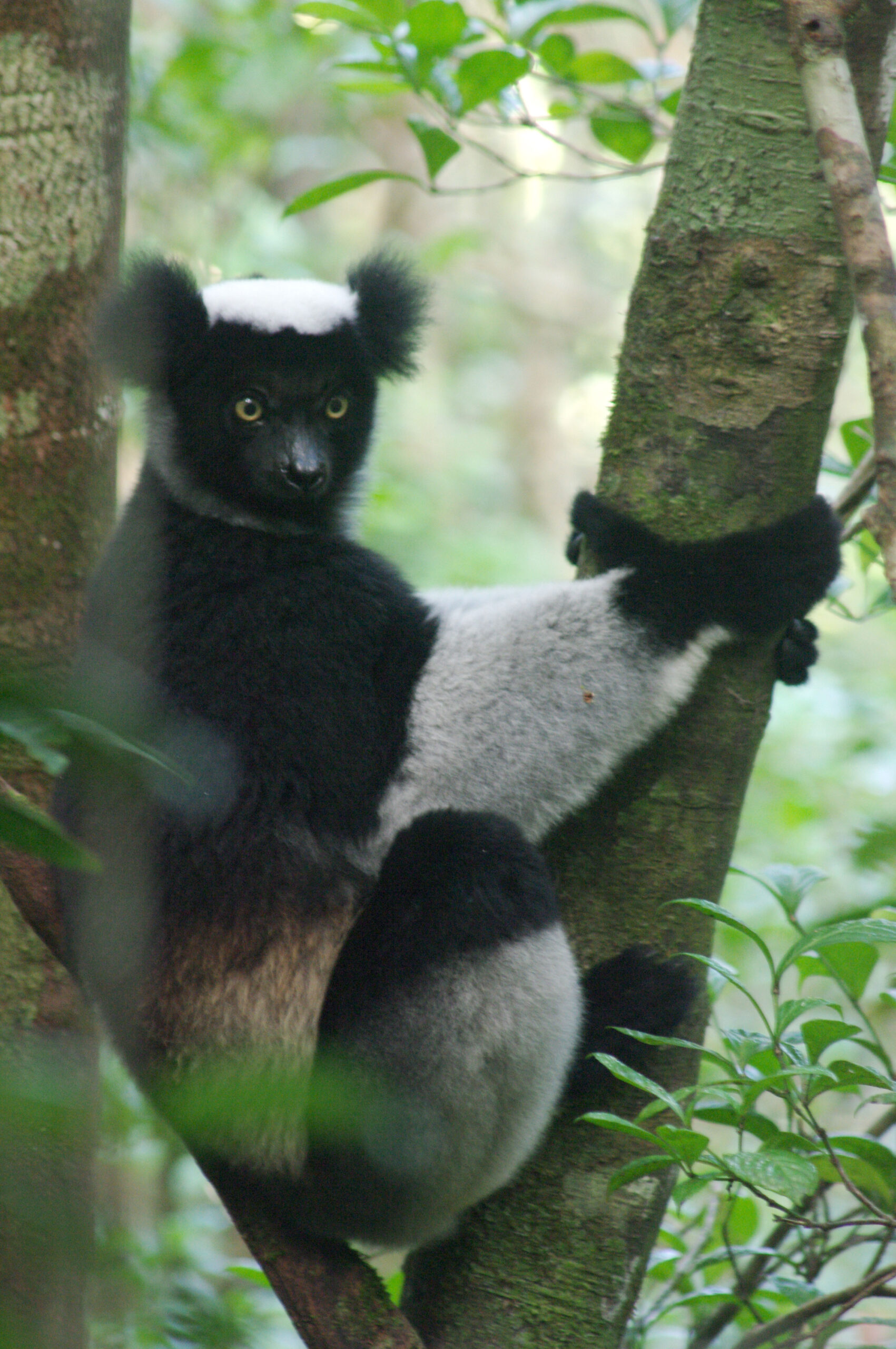 Der-groesste-Lemur-Madagaskars - Steib-Pur-Reisen