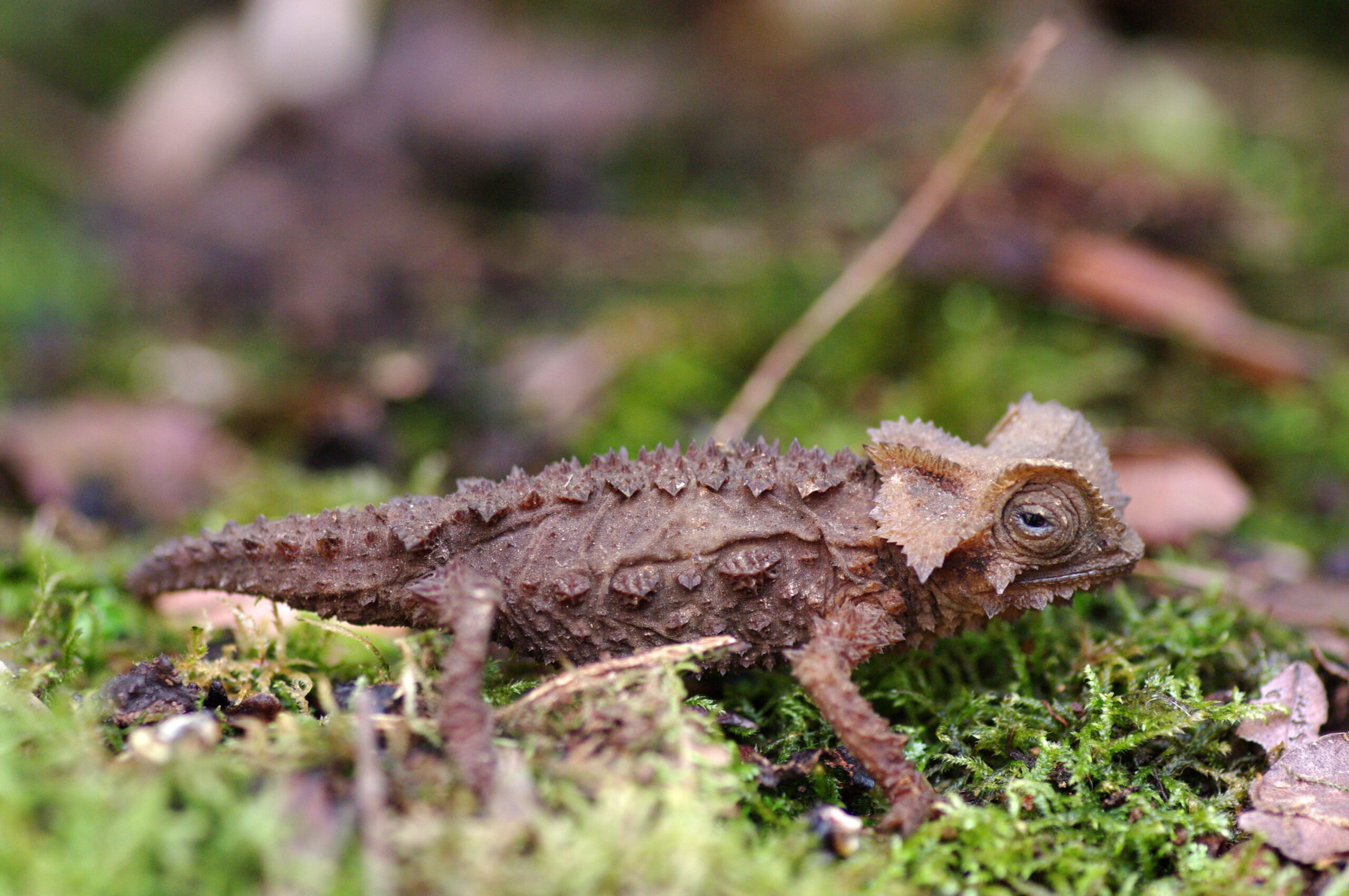 das-seltene-chameleon-Madagaskars - Steib-Pur-Reisen