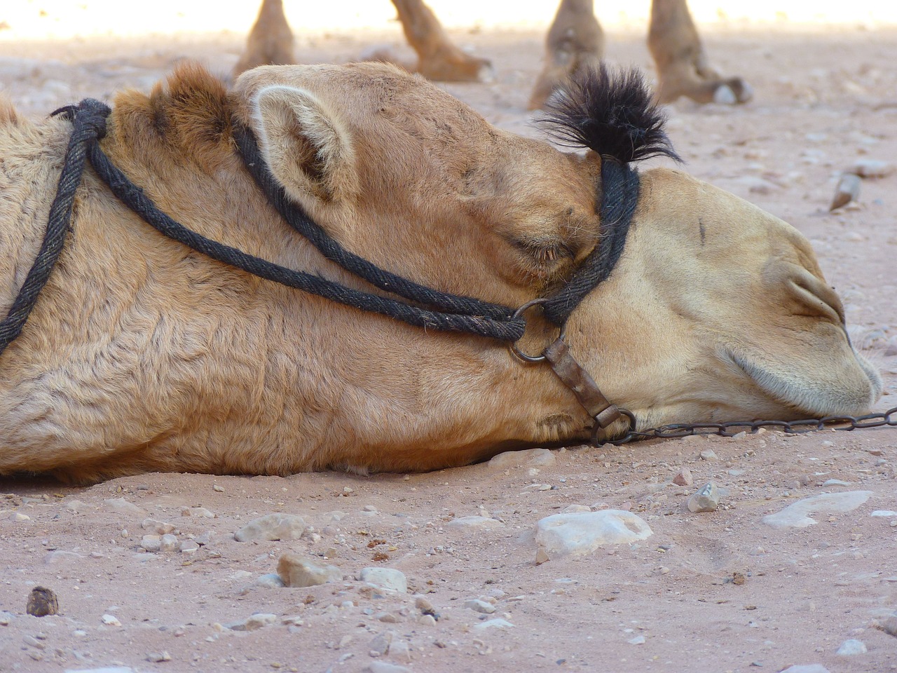 camel-schläft-by-steib-pur-reisen.de