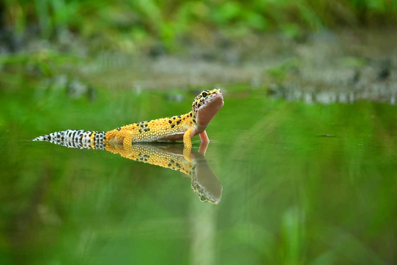 gecko-madagaskar-by-steib-pur-reisen