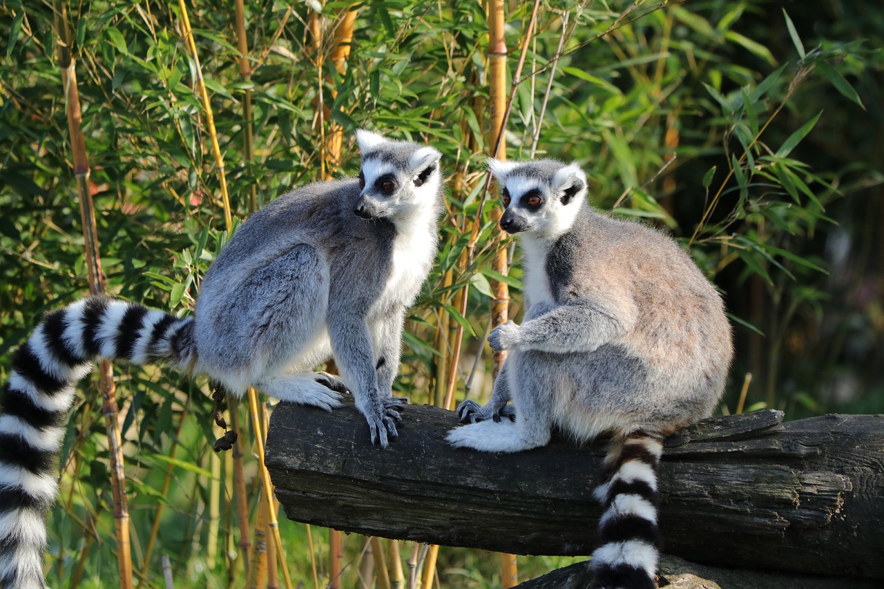maki-lemuren-madagaskar-by-steib-pur-reise