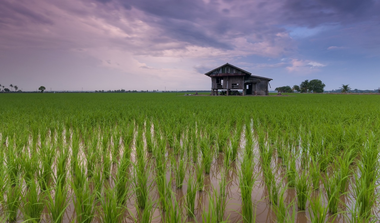 rice-field-by-steib-pur-reisen rice-field-by-steib-pur-reisen