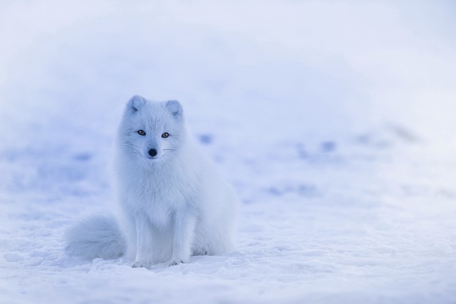 iceland-polarfuchs-by-steib-pur-reisen