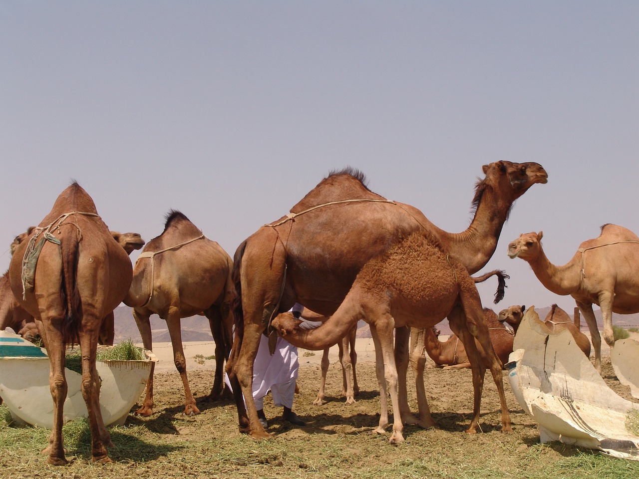 camel-by-steib-pur-reisen