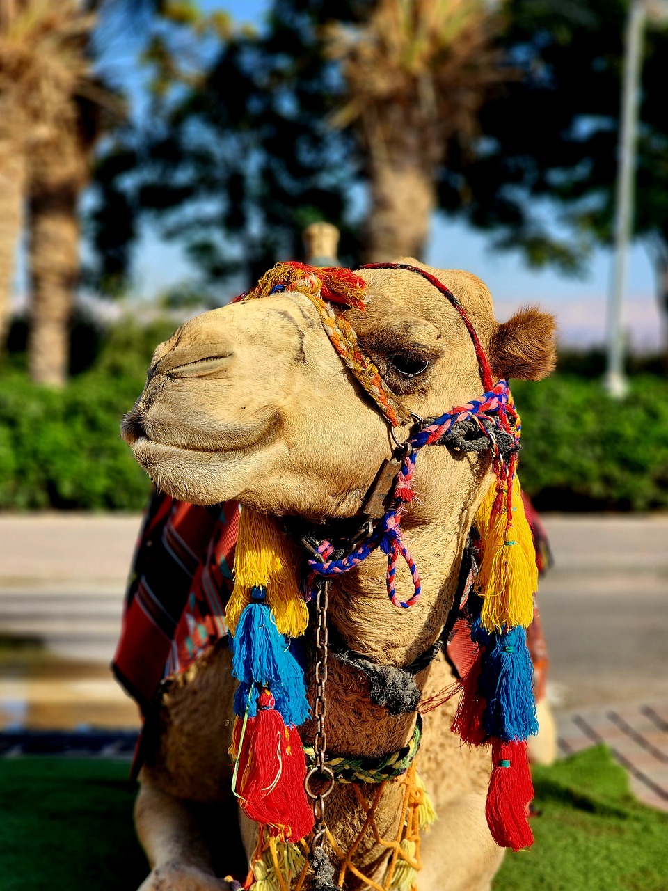camel-by-steib-pur-reisen