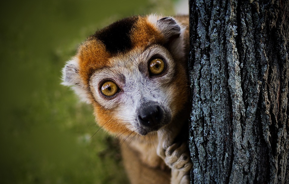 maki-lemur-by-steib-pur-reisen