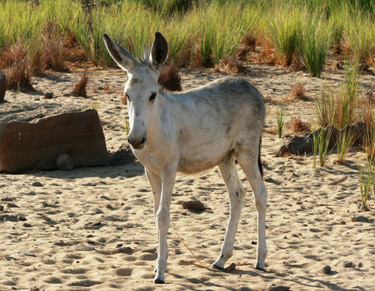 egypt-pur-reisen